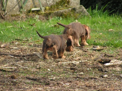 Des Trolls de Nerthus - Gloria, Gewurztraminer et Gigondas...