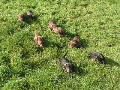 Des Trolls de Nerthus - 1ère sortie des bébés dans le jardin ! ! !