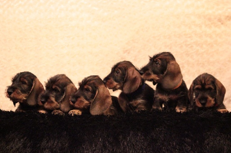 Chiot Teckel poil dur Des Trolls de Nerthus