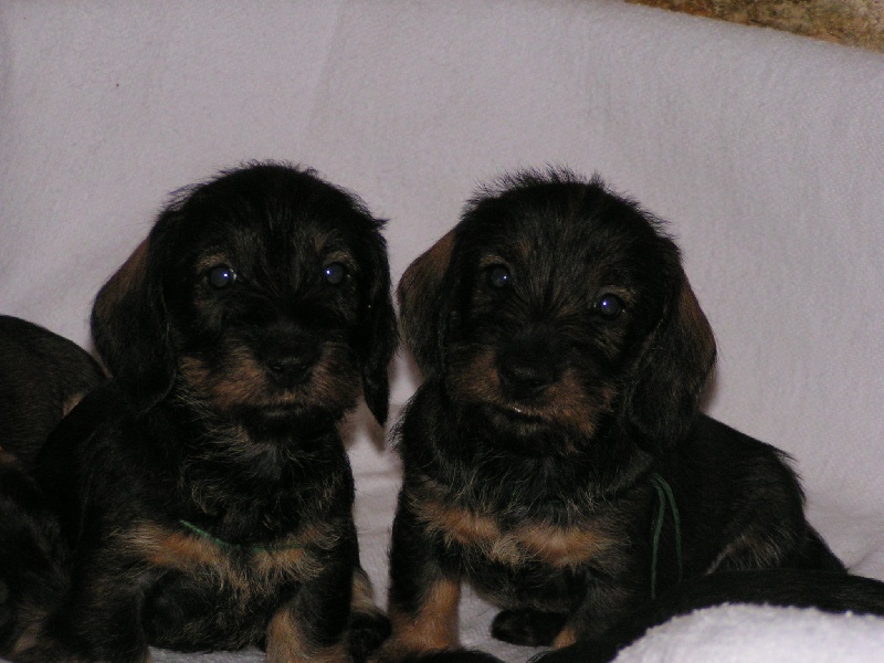 Chiot Teckel poil dur Des Trolls de Nerthus